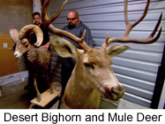 AllenHaff-TonJones-desert-bighorn-sheep-mule-deer-AH-2-9